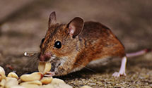 24 Hour & Emergency Exterminators in Mohawk, MI